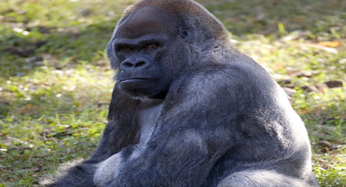 World’s oldest male gorilla dies at age of 61