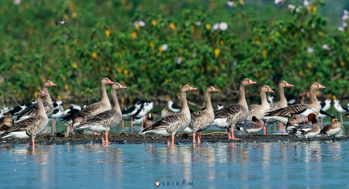 Winter sojourn: Migratory birds from Europe reach Telangana