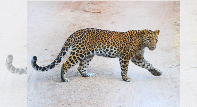 Ranga Reddy: Panic grips Pillipally residents after leopard kills calf