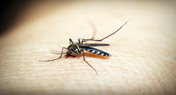 Mosquitoes’ mating game discovery provides new clues to combat malaria