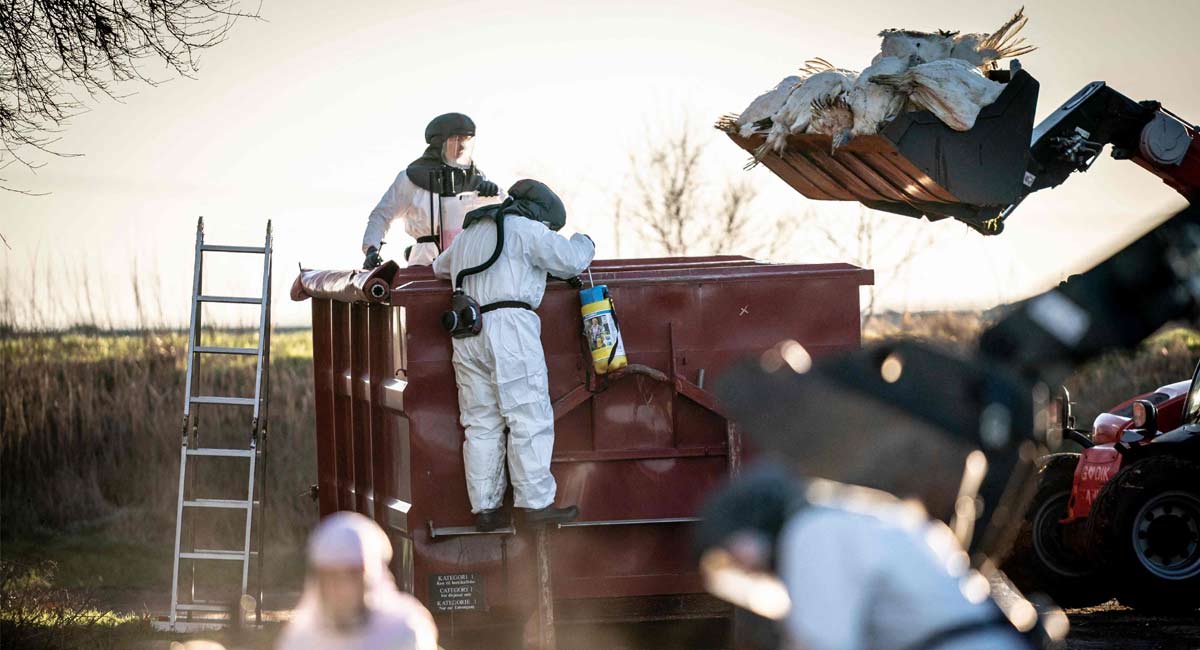 Israel detects over 1mn infected chickens, turkeys since bird flu outbreak