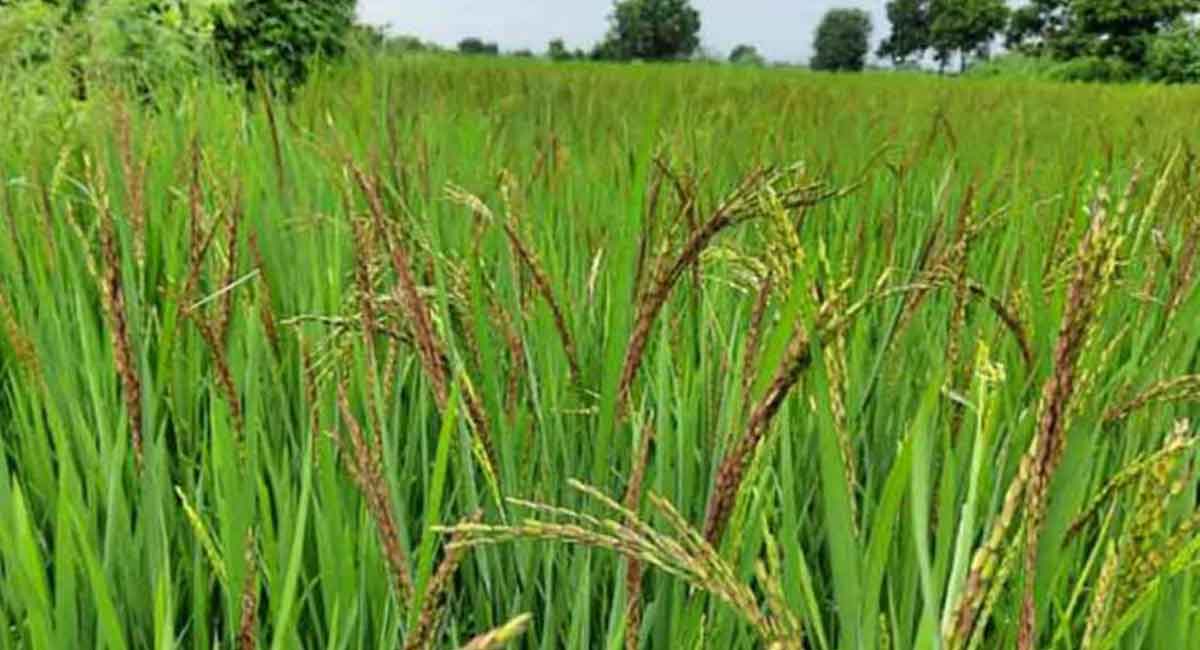 Telangana procures 70 lakh tonnes of paddy for Vaanakalam