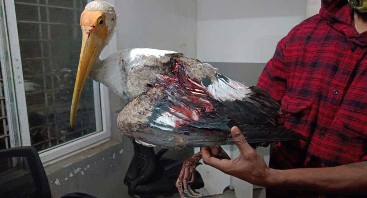 Painted stork falls victim to manja in Hyderabad
