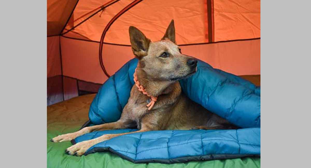 Hyderabad to soon have app to register pets