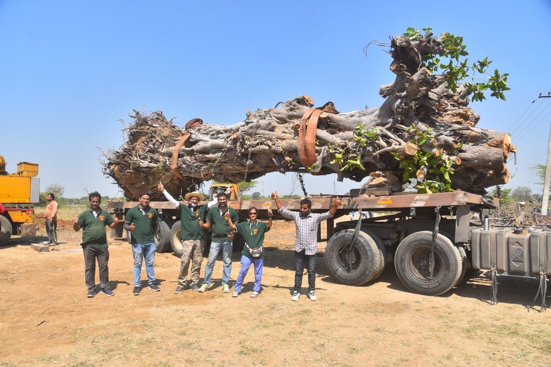 70-year-old Banyan tree begins a new life in Telangana