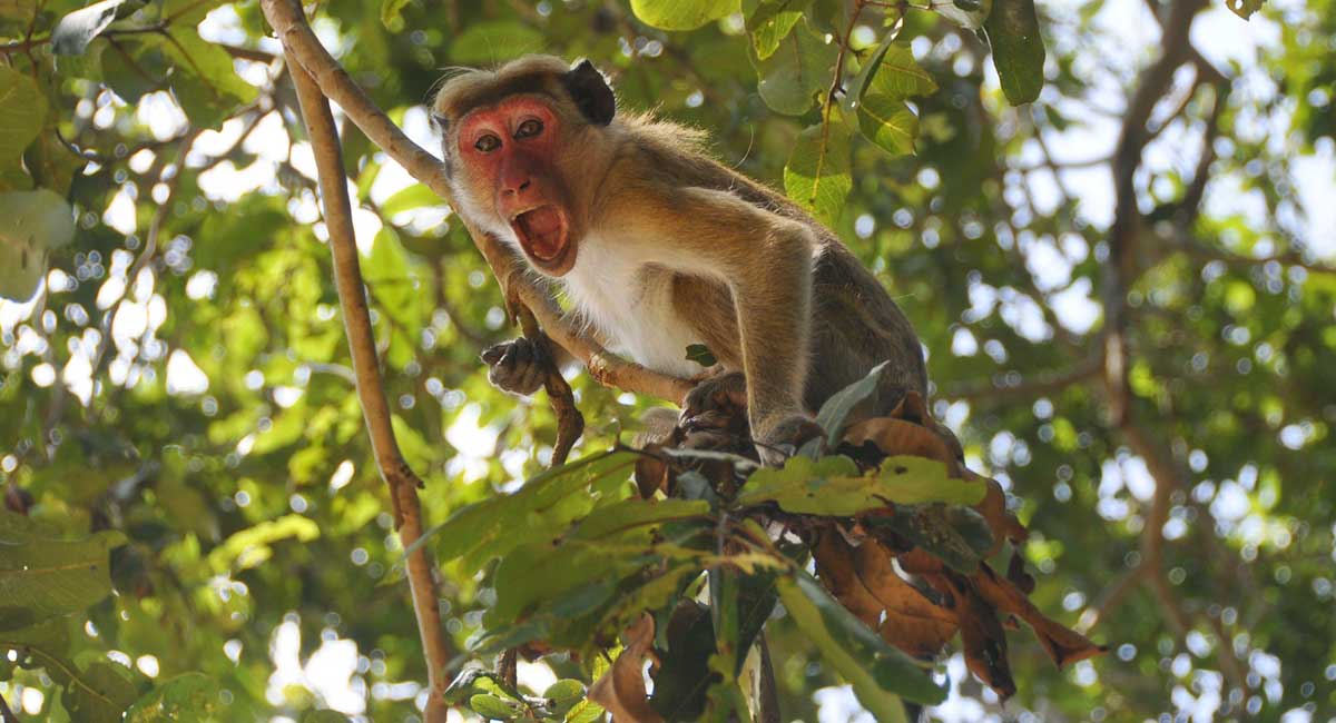 5-year-old girl killed in monkey attack in Uttar Pradesh