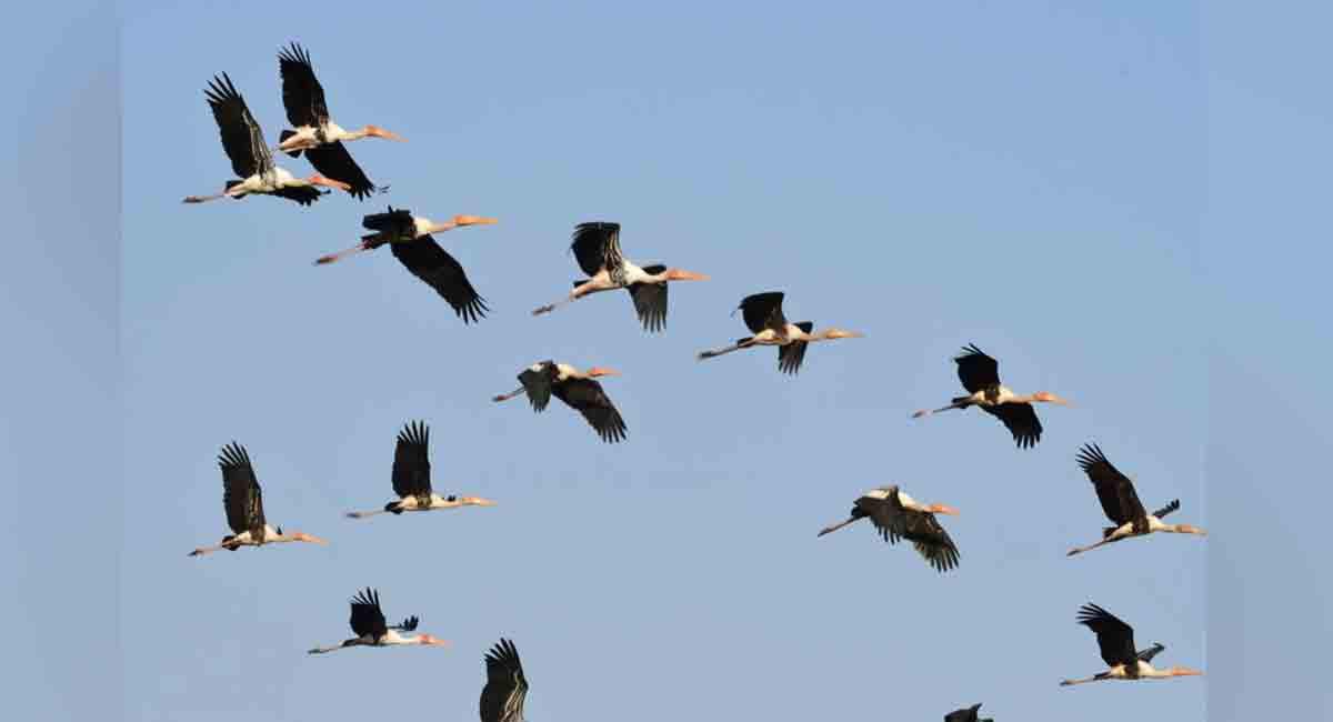 ‘Over 100 bird species identified in Kawal Tiger Reserve’