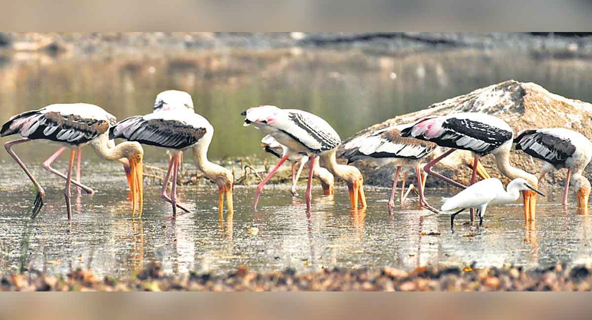 A treat for bird watchers