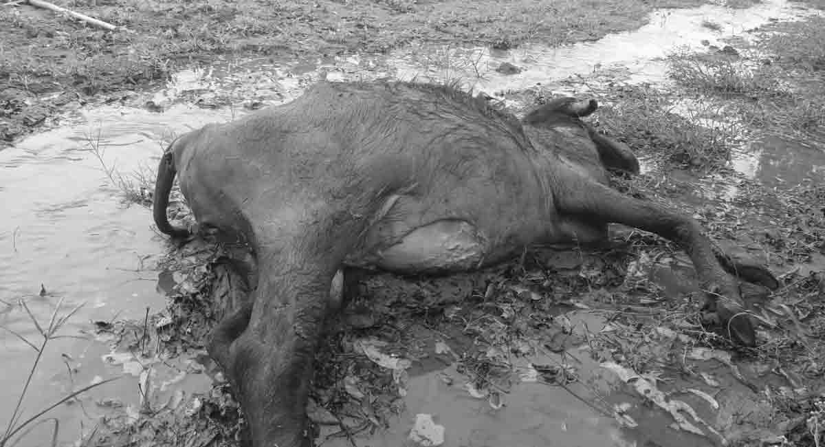 Tiger kills buffalo in Kothagudem