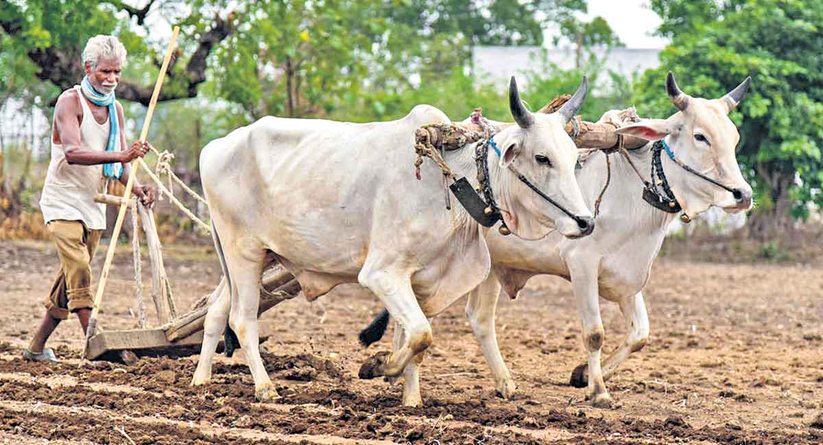 Opinion: Be foster father of farmers