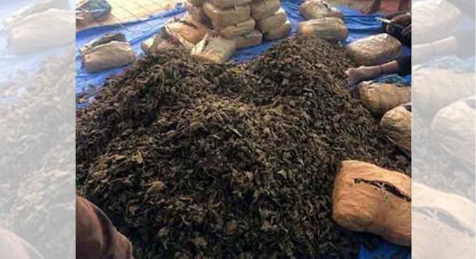 Telangana: Police chase Ganja smugglers, seize 240 kg of contraband