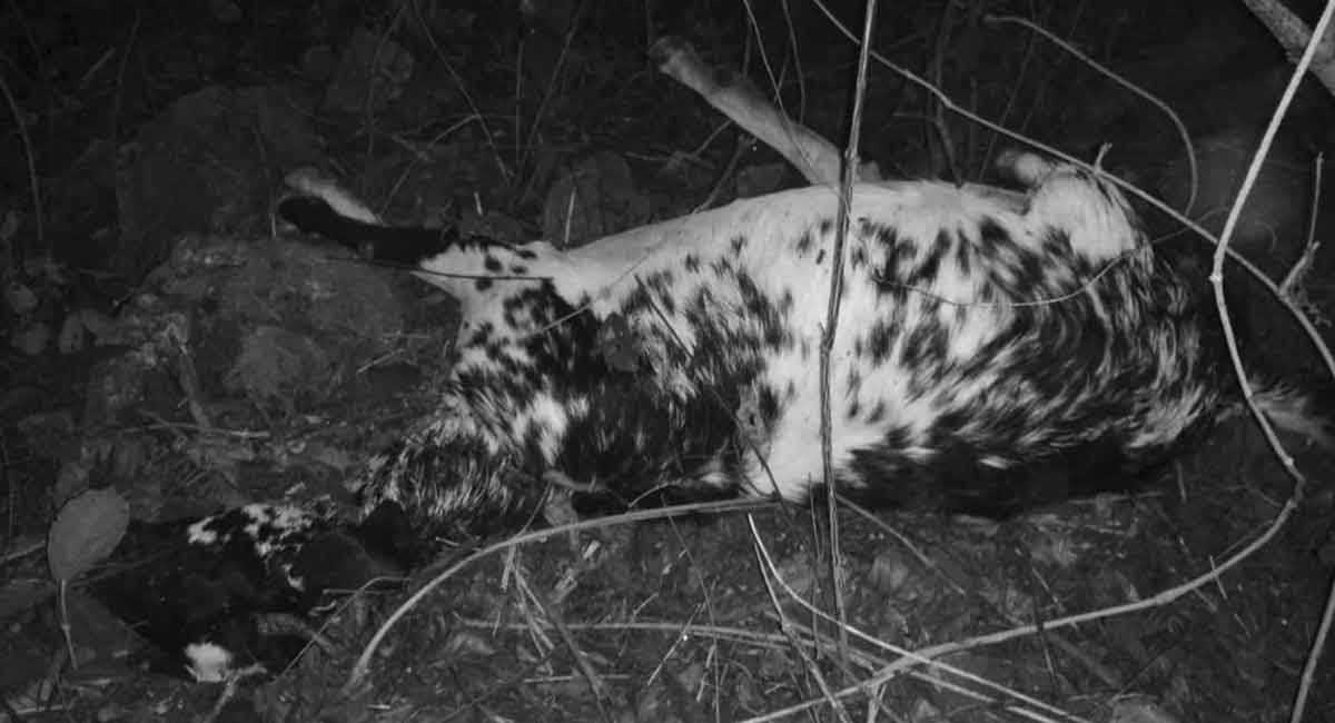 Kothagudem: Tiger kills goat in Dammapet mandal