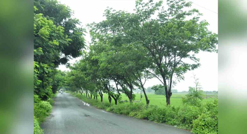 Forest cover up 3 percent in Telangana