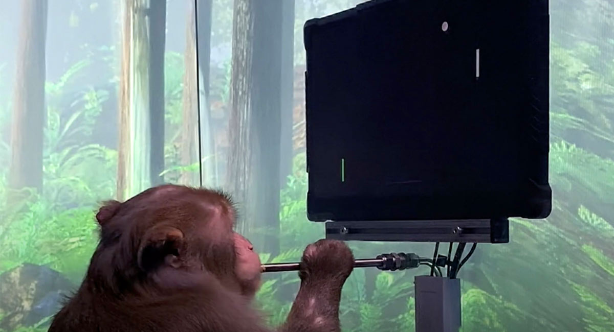 Musk’s Neuralink denies monkeys were harmed during brain-chip research