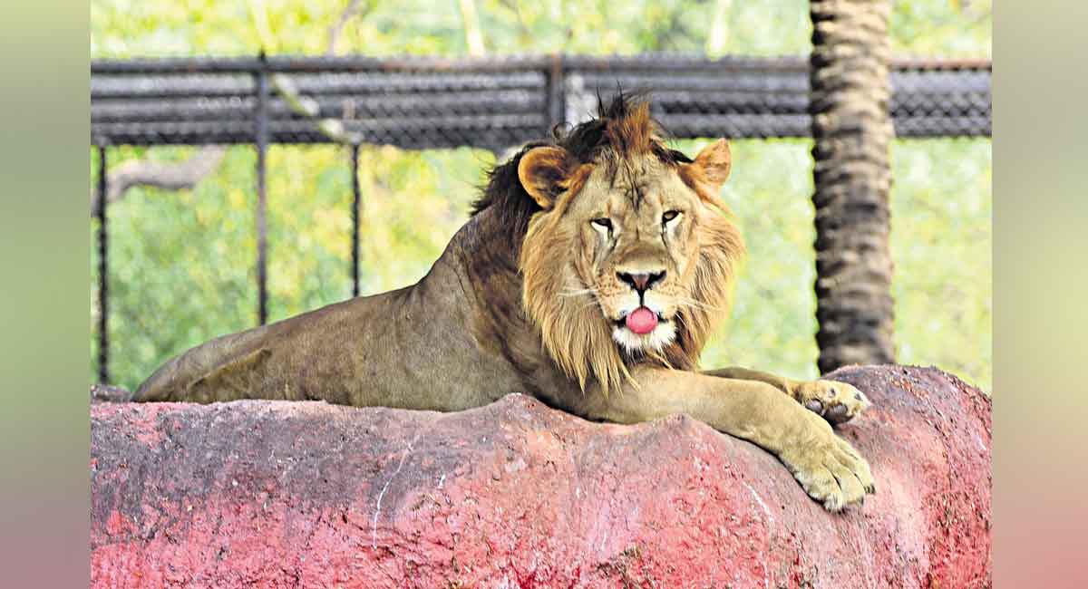 Hyderabad Zoo steps up vigil against Covid