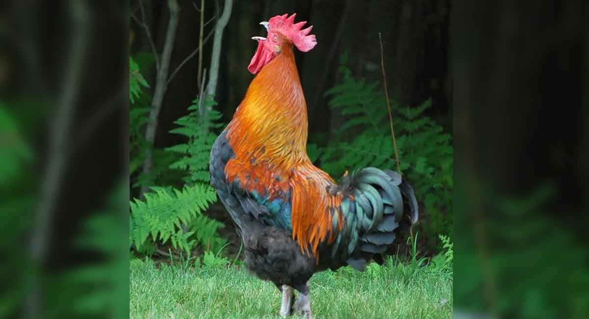 Telangana: Rooster charged ticket fare for travelling in RTC bus