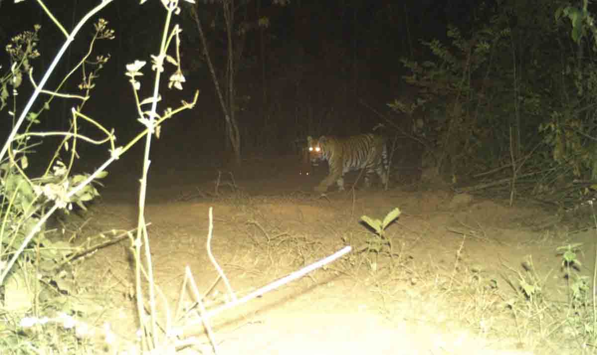 Khammam: Tiger spotted in Sathupalli forests, public alerted