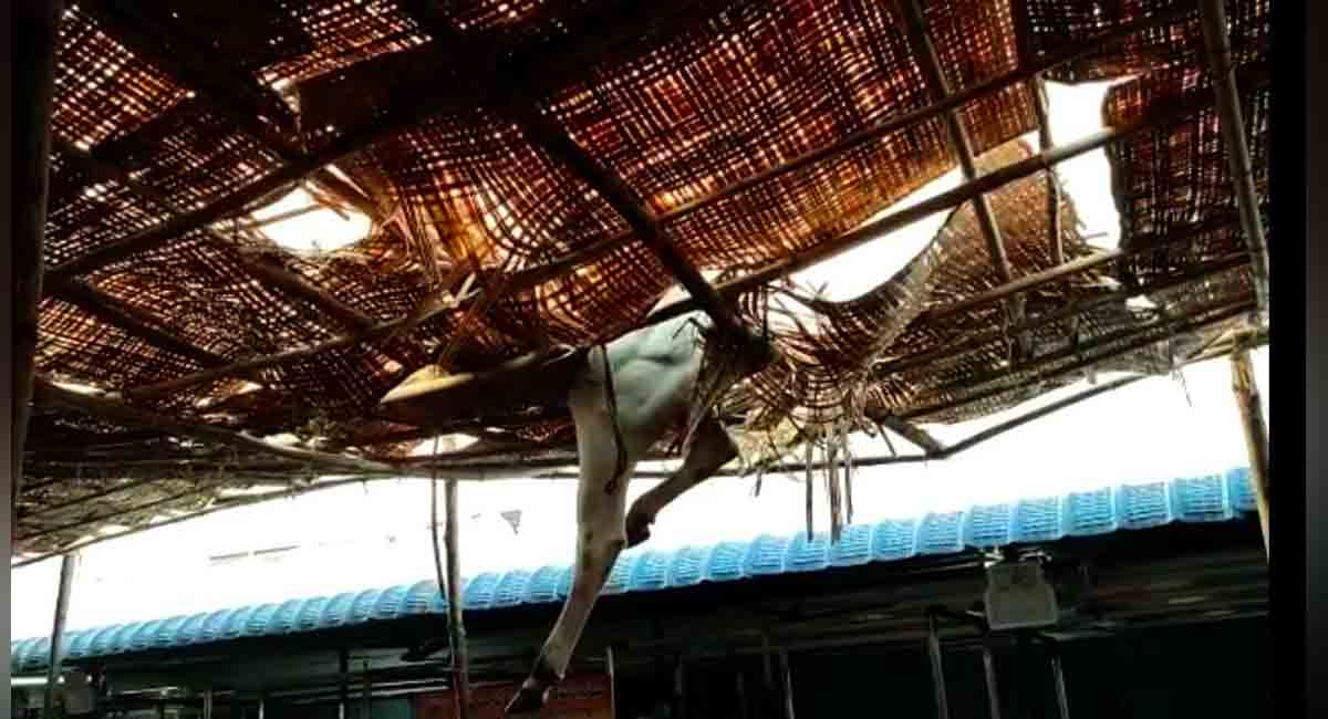 Vemulawada: Temple bull falls off EO building’s top floor