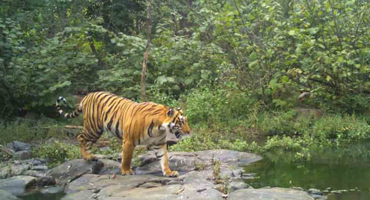 Kothagudem: Tiger spotted in Manugur forest range