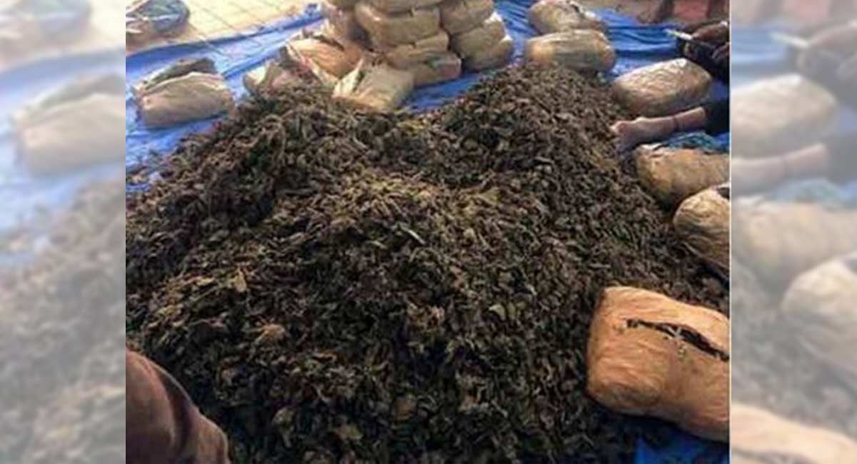 Two lakh kilos of ganja, worth Rs 200 cr, to be burnt in Andhra on Saturday
