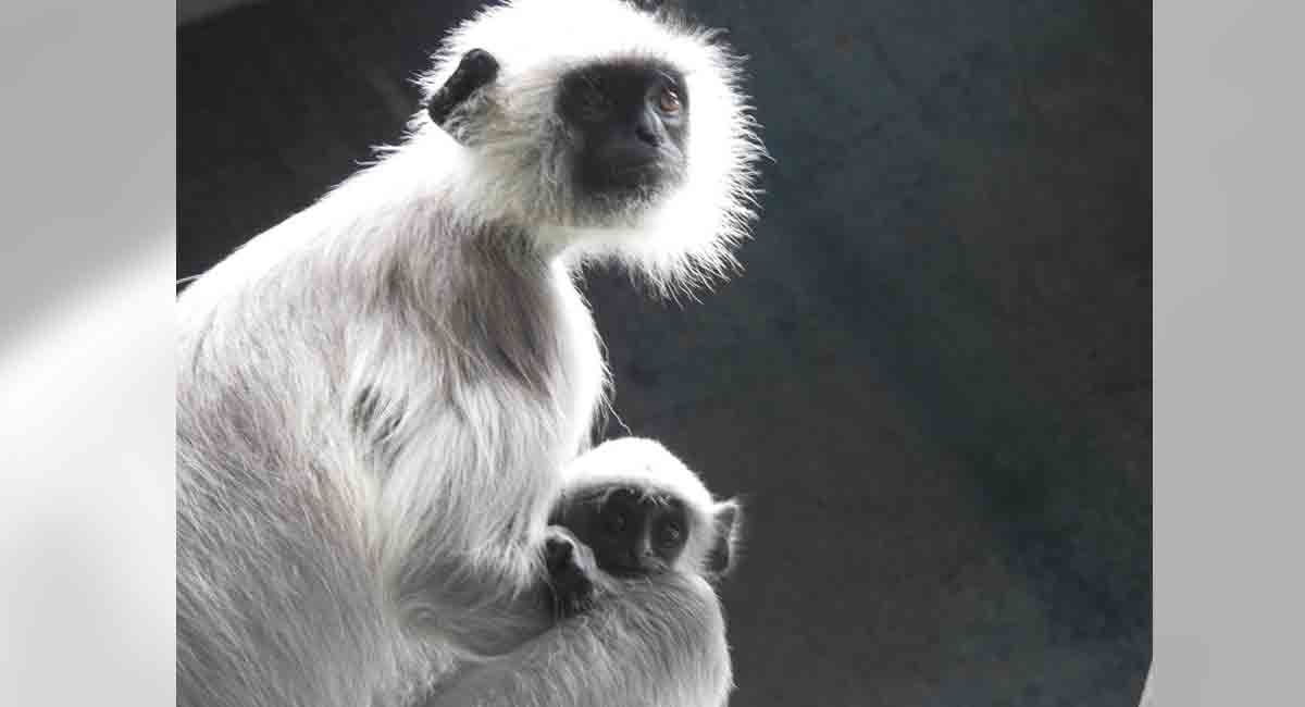 Meet vervet monkeys who raid bars for cocktails