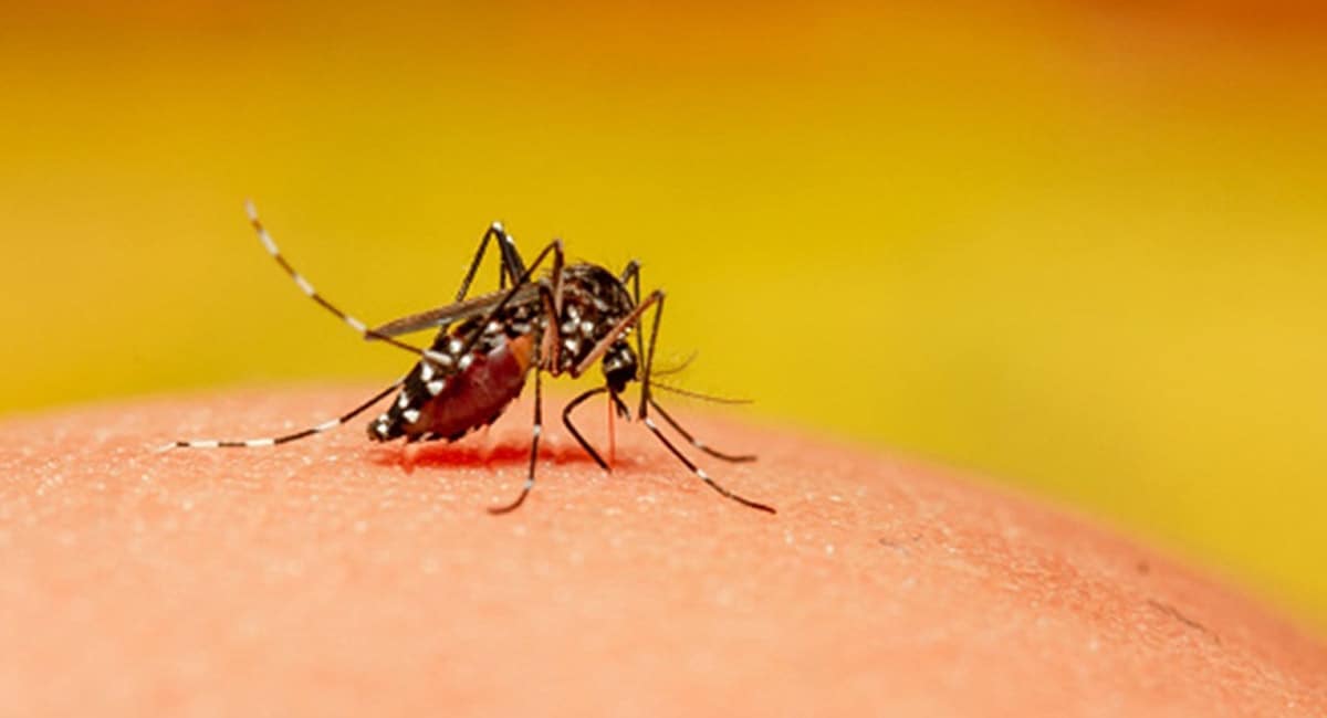 Want to escape mosquito bites? Wear right colour