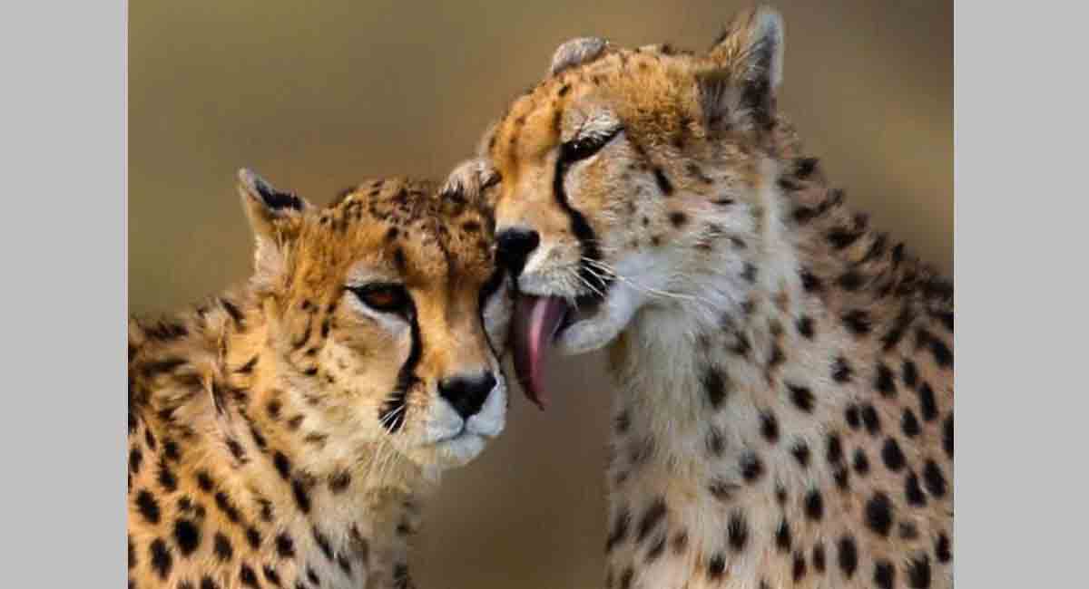 38.70 cr allocated for cheetah introduction project: Centre to LS