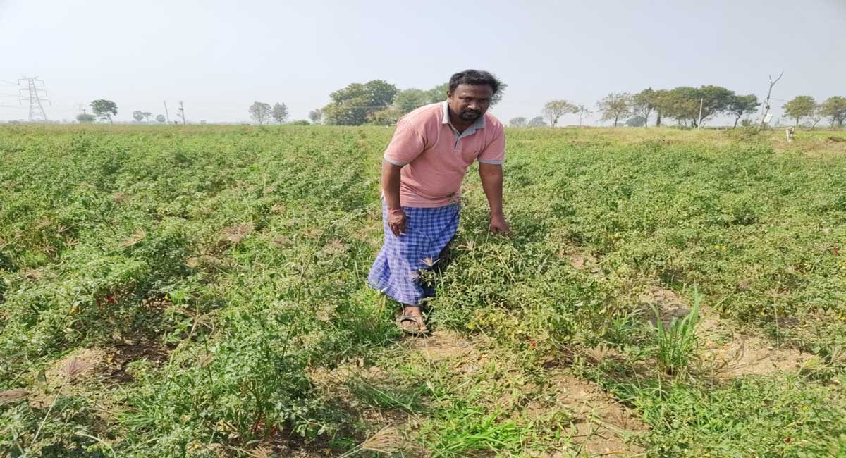 Western flower thrips infest chilli crops in thousands of acres in erstwhile Nalgonda