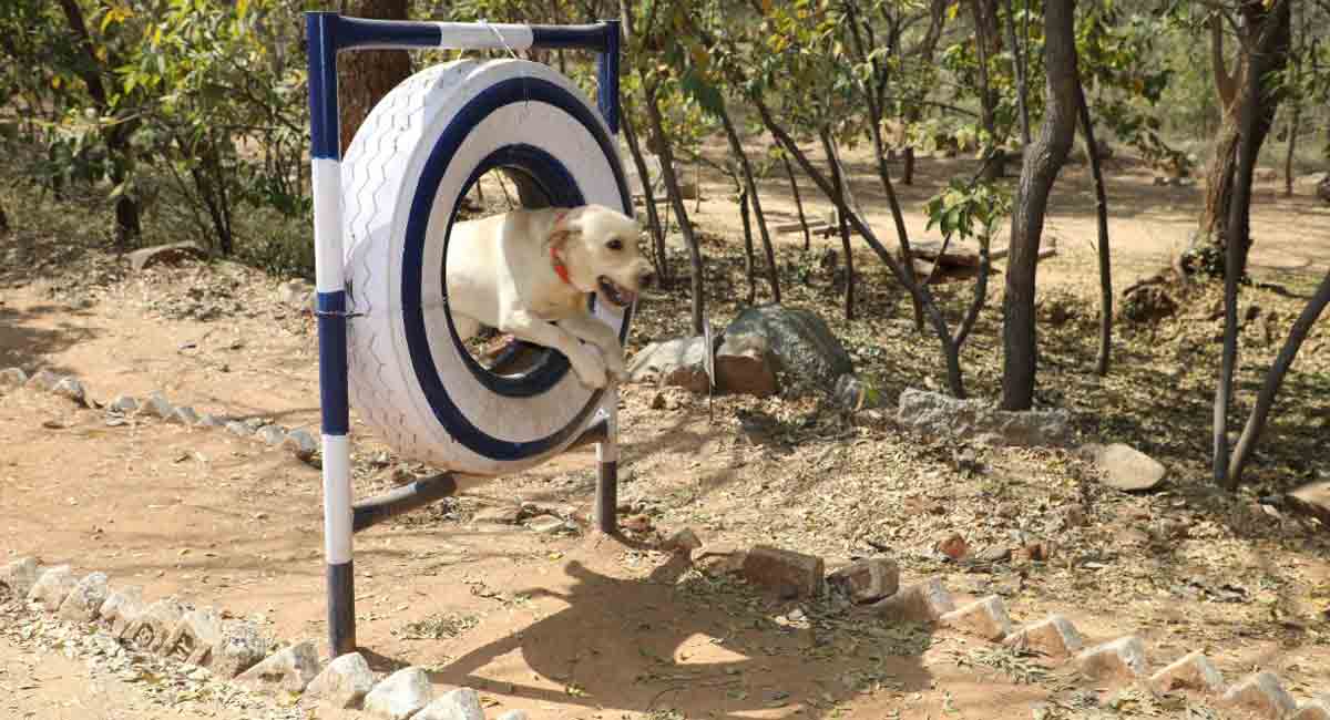 ‘Trained canines giving vital clues to investigators’