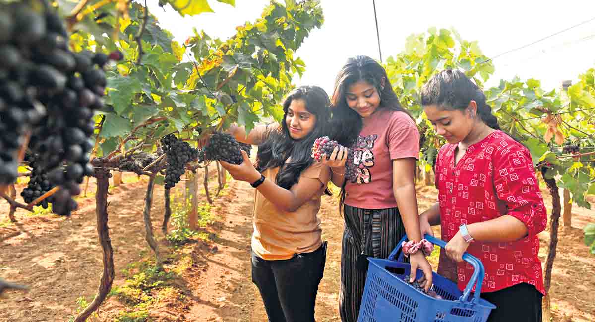 Grape exhibition at Rajendranagar a big draw