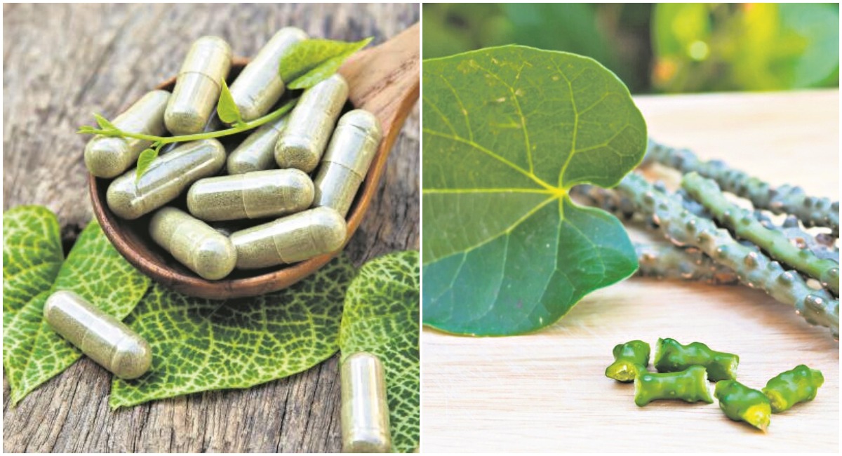 Centre clarifies Guduchi as safe, here’s what you should know