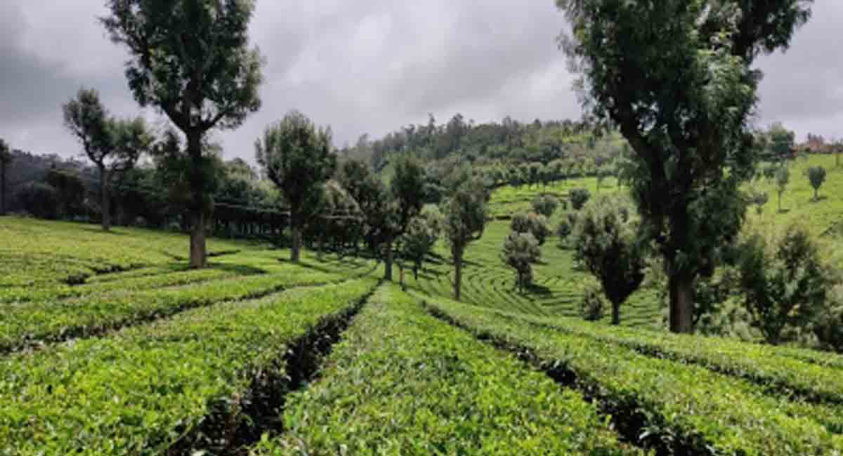 Prolonged Russia-Ukraine war likely to hurt India’s tea exports, dent its prices