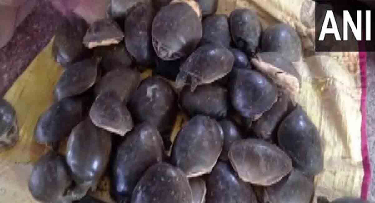 Police arrests man with 426 turtles from Gorakhpur Railway station