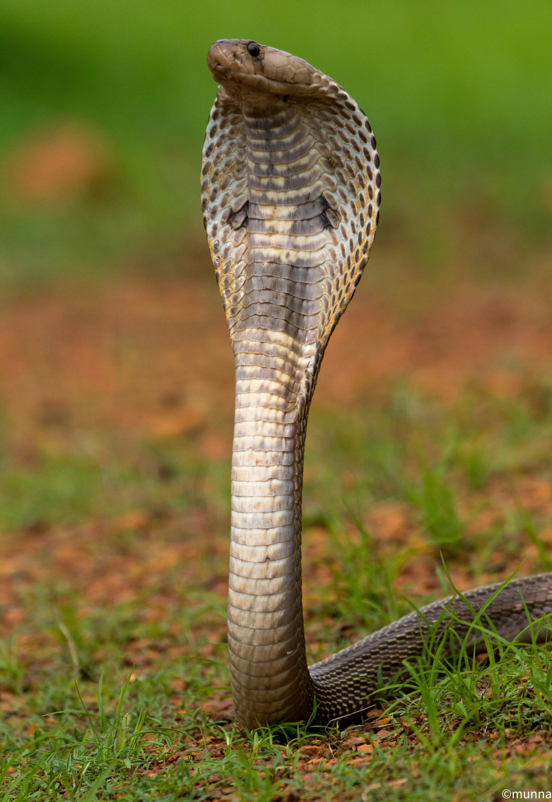 Check out increasing flora, fauna of Telangana through this wildlife photographer’s lens