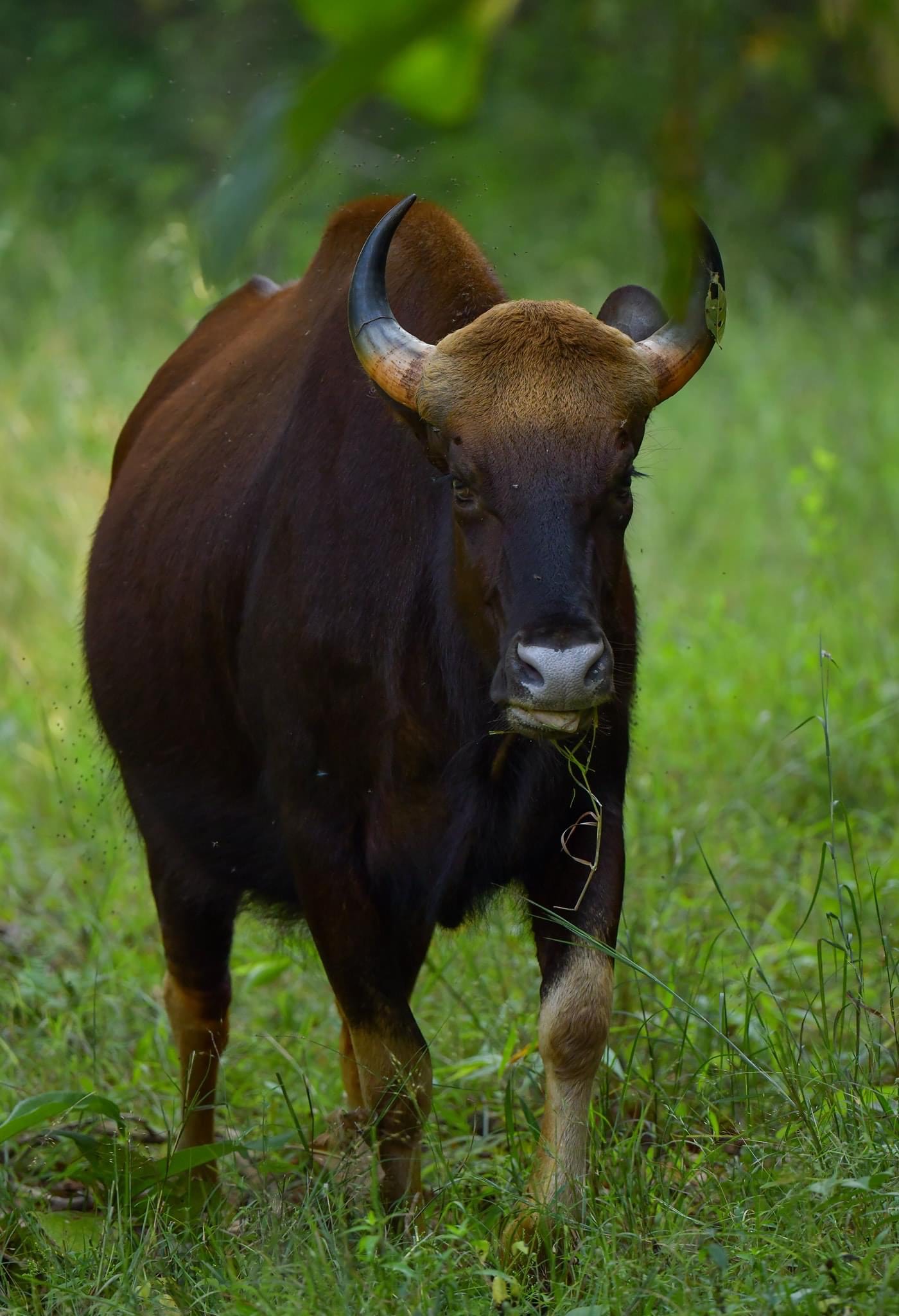 Check out increasing flora, fauna of Telangana through this wildlife photographer’s lens