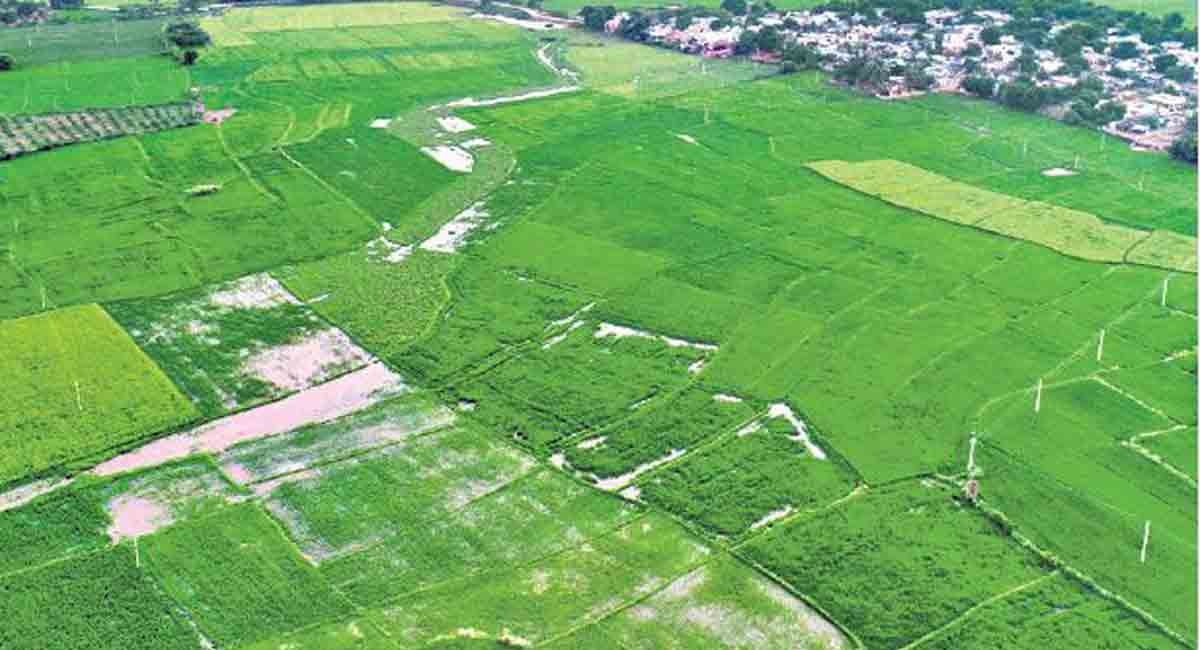 Crop area increases in Telangana