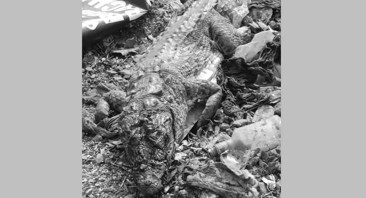 Villagers kill crocodile in Andhra Pradesh