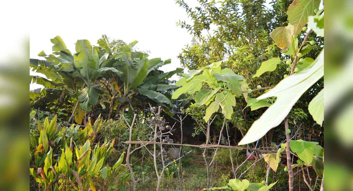 Farmer from Peddapalli grows exotic plants in organic method