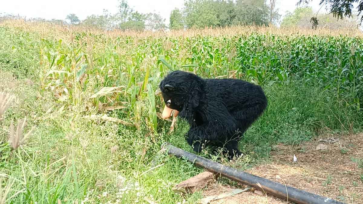 Siddipet farmer patrols around his farm in Sloth Bear attire to check monkey menace