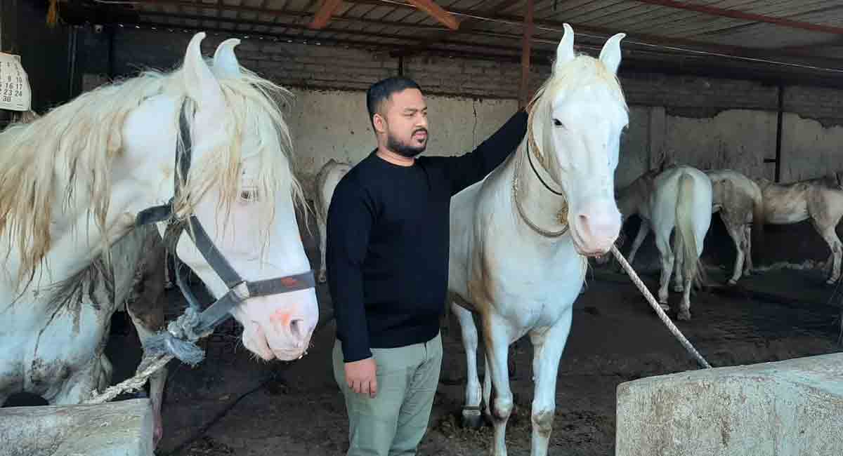 Telangana: After a lull, cattle traders back in business