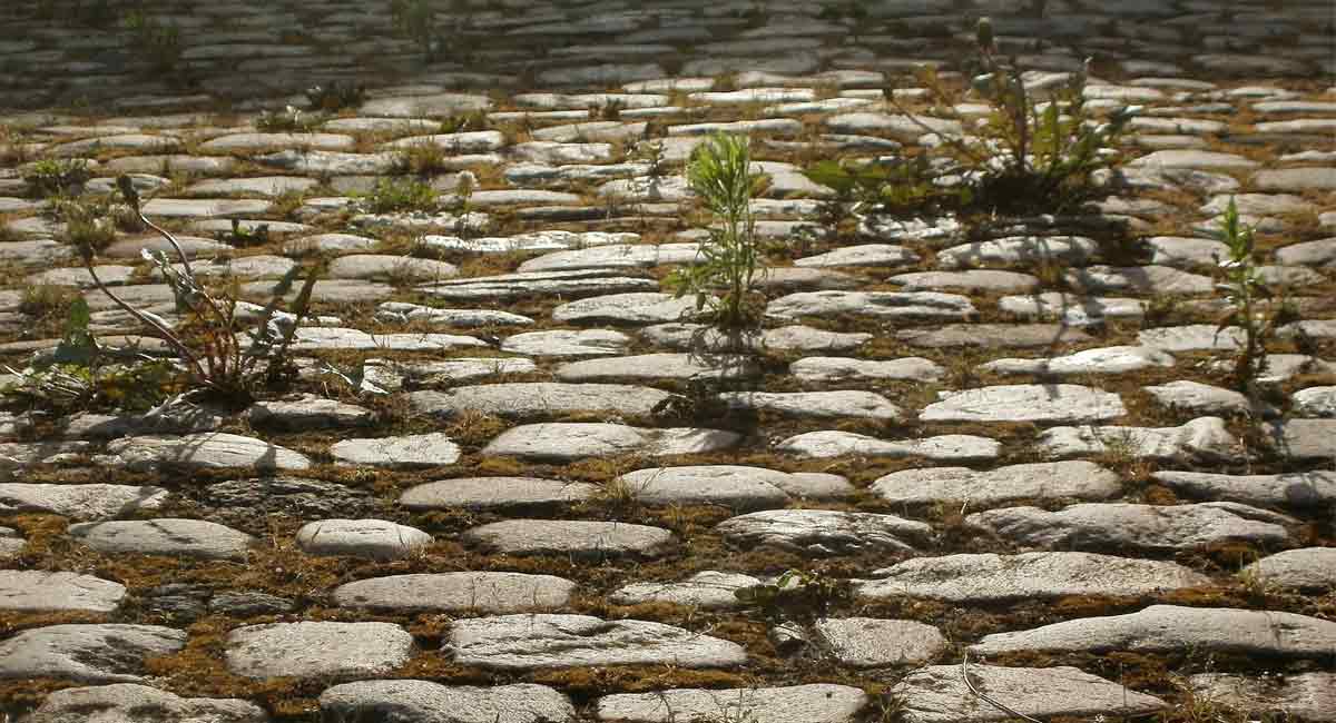 India witnessed loss of fifth of species over 20 years