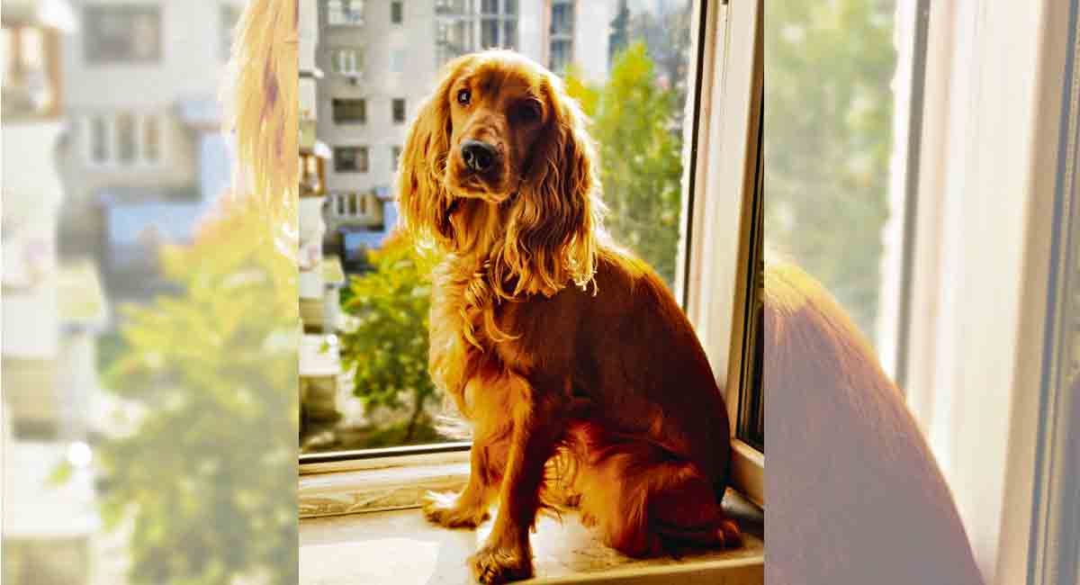 TS student, now back from Ukraine worried about pet dog stuck in Maldova