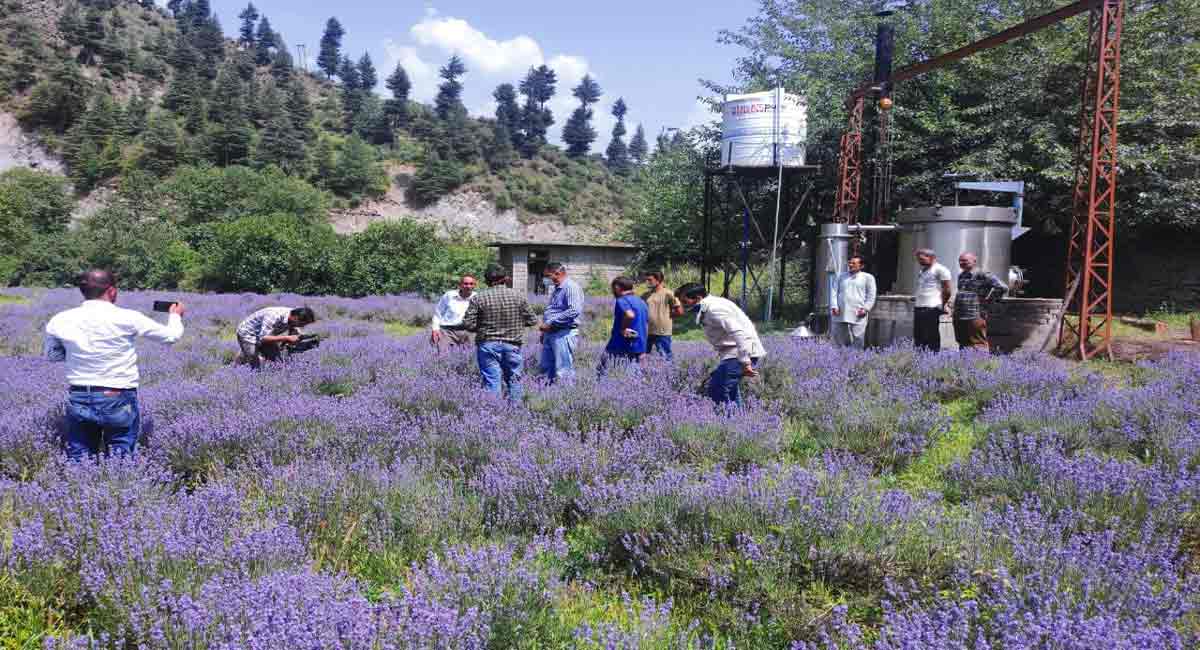 Lavender Revolution in Jammu and Kashmir