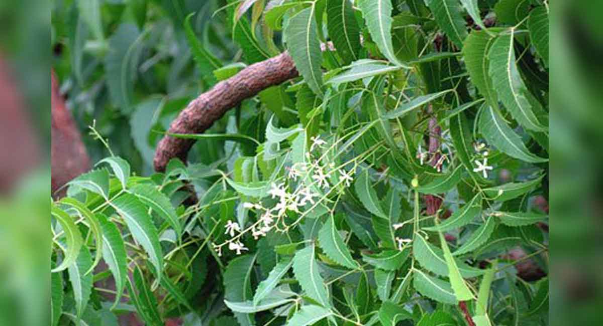 Neem tree extract may help treat and reduce the spread of Covid-19: Study