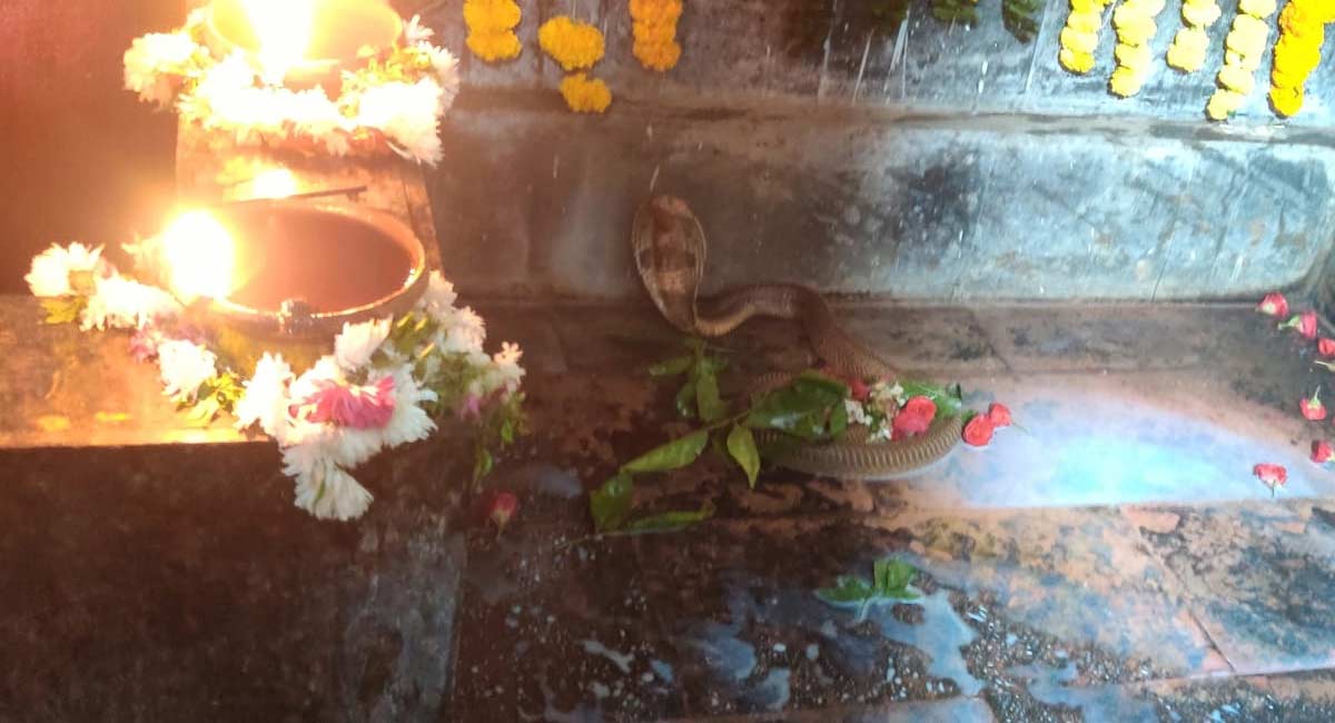 Nirmal: Thousands throng Shiva temple as cobra sighted near Shiva Linga