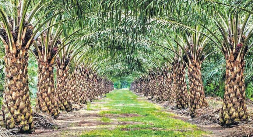 State govt plans oil palm cultivation in 20 lakh acres: Nirajan Reddy