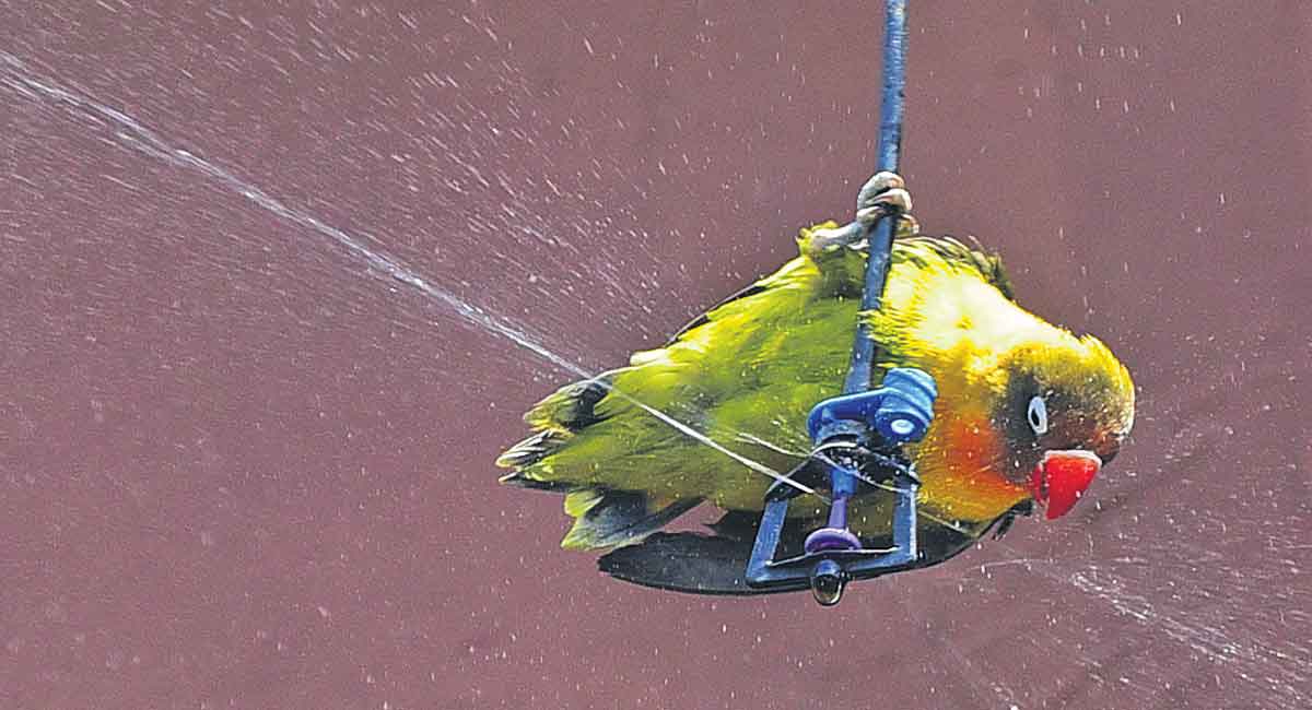 Hyderabad: Nehru Zoo gears up to protect animals from sweltering heat