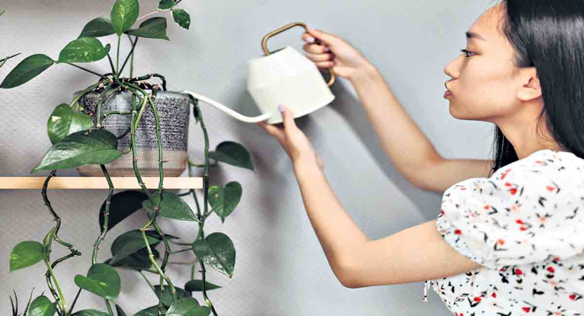 Tips to make your plants survive the summer