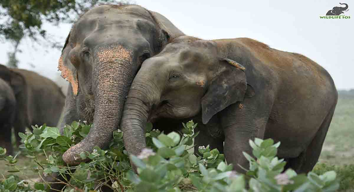 Karnataka will not provide elephants to PTR
