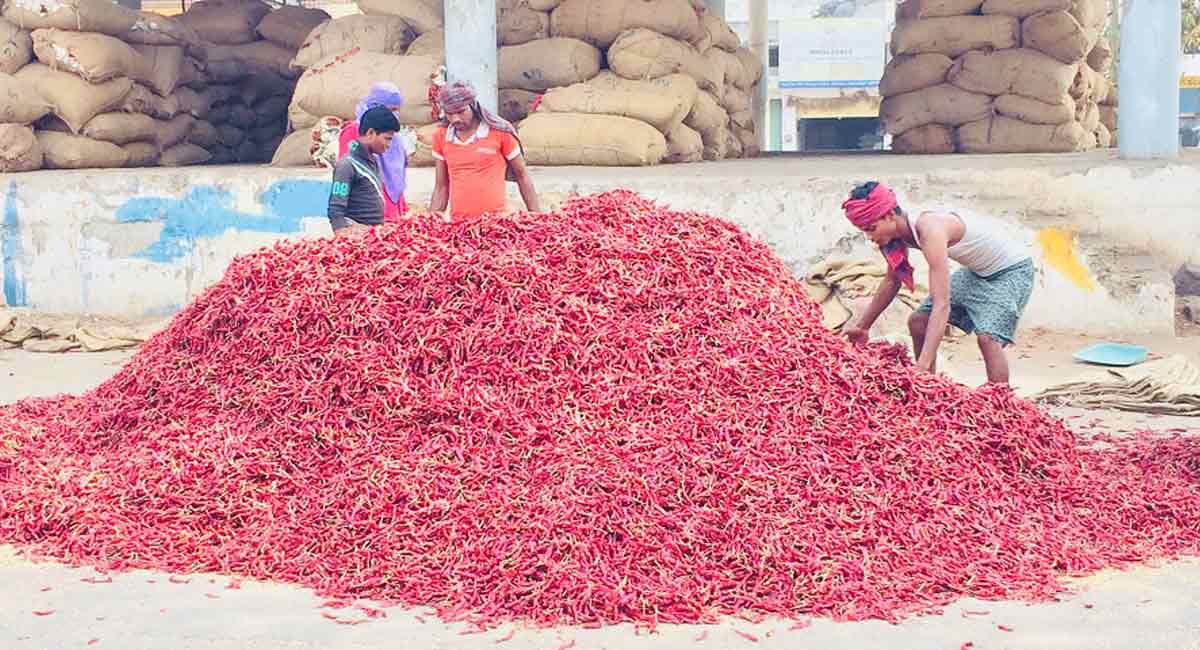 Farmers elated as Red chilli price touches Rs 48,000 per quintal in Warangal